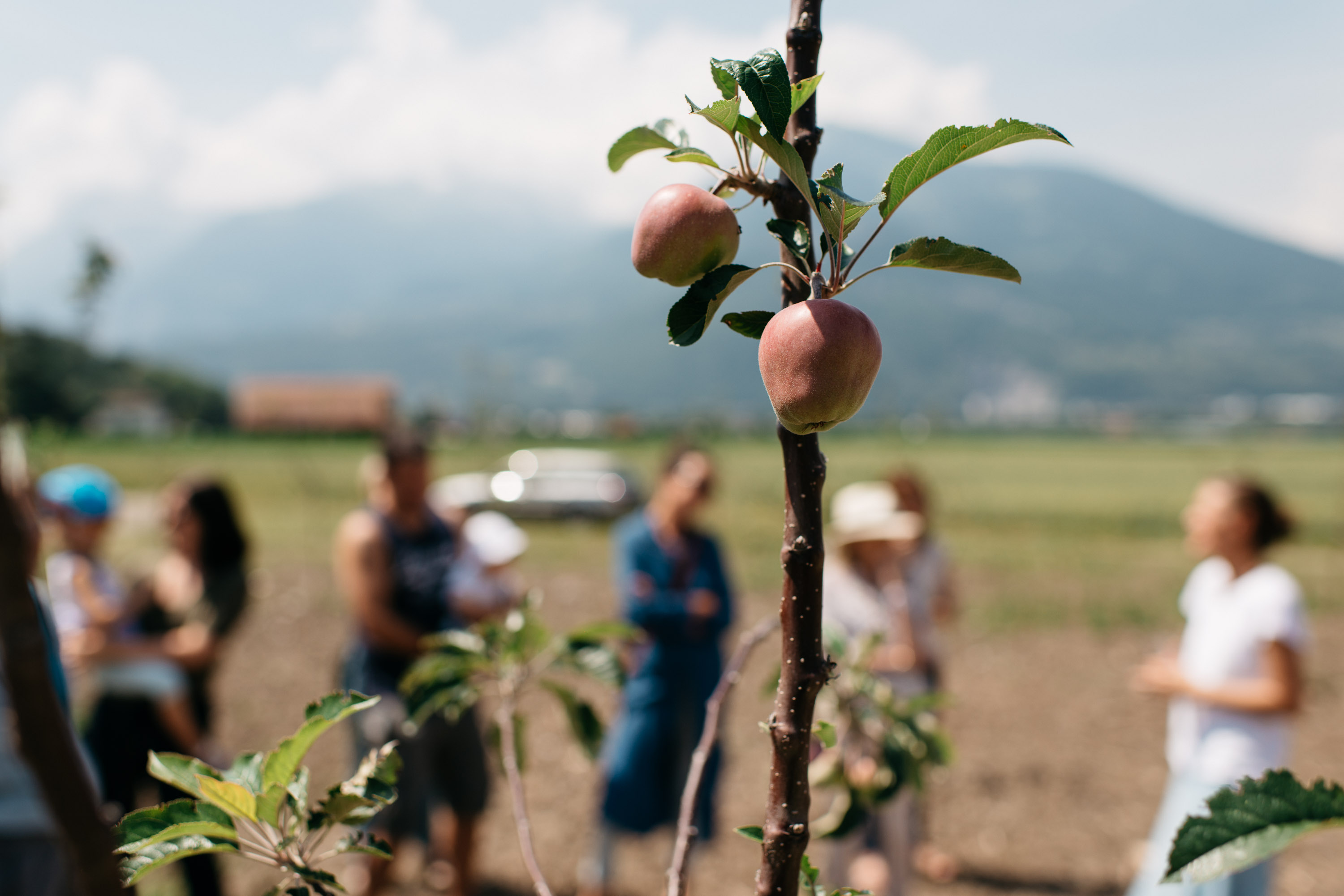 Methodologie et outils clefs du design en permaculture